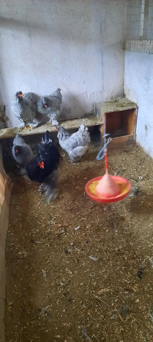 Disponibil pasari brahma, ouă și puișori