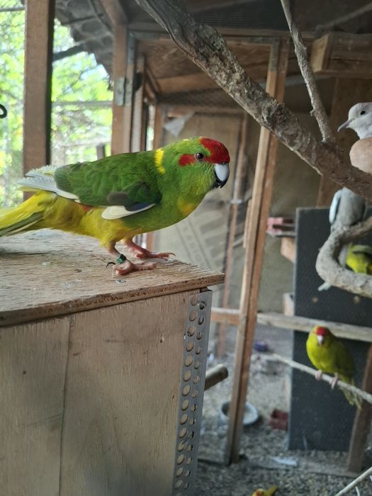 Свободни папагали