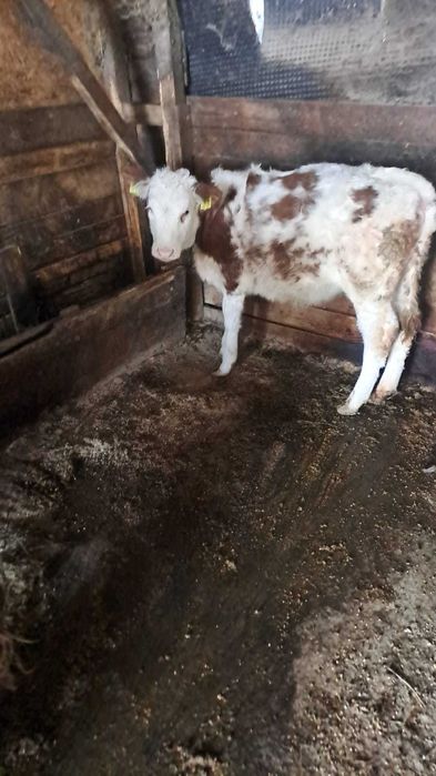 Vitele bălțată germana