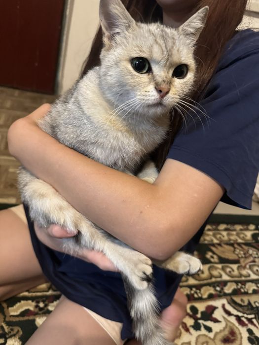 Вислоухий кошка девушка
