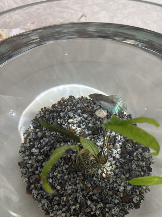 Продам аквариум с рыбкой