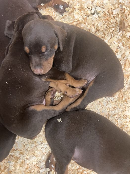 Шенки добермана все документы