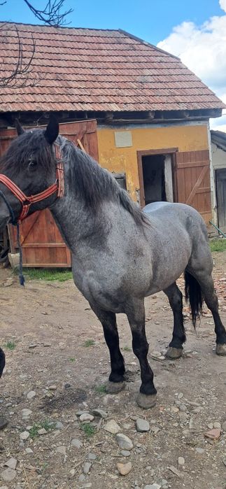 Armăsar de 5 ani de vânzare