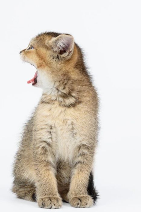 Шиншиллы Черное золото