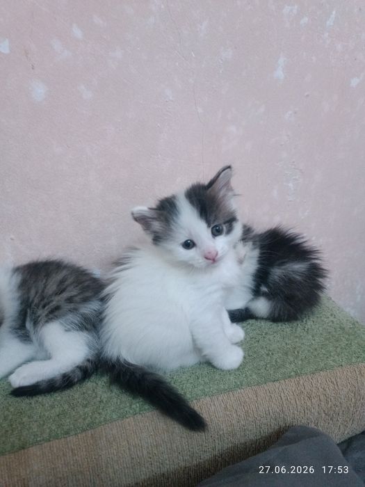Отдам даром котят срочно