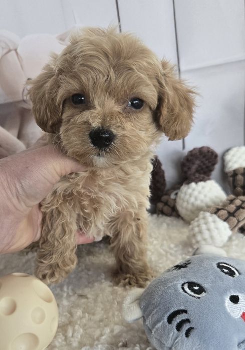 Пудел тийкъп ,Малтипу /Maltipoo