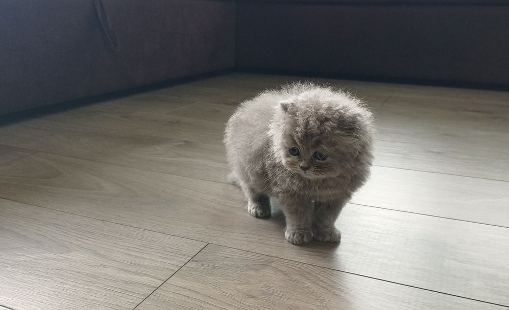 Британски котенца