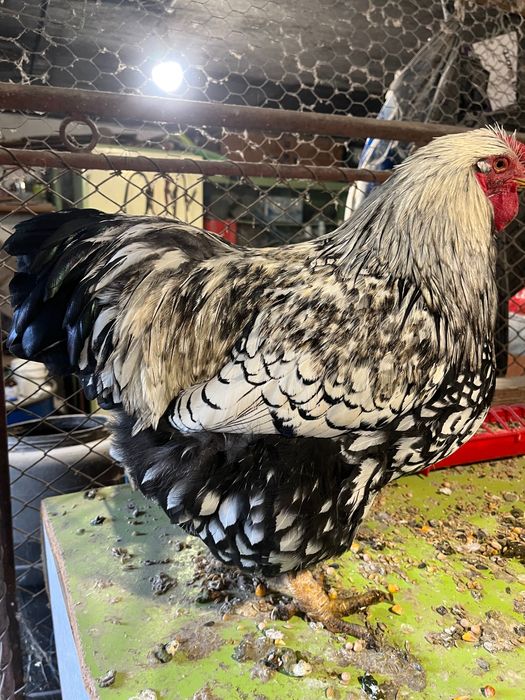 Cocoș Wyandotte tânăr