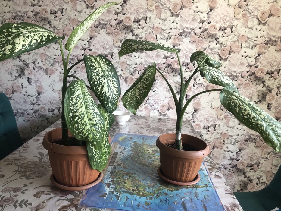 Продам диффенбахию