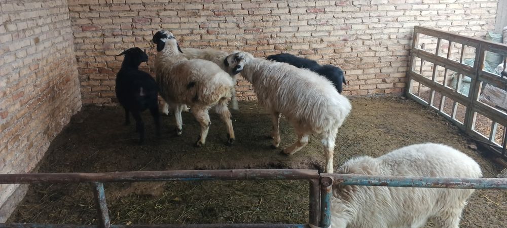 Куйлар сотиладии