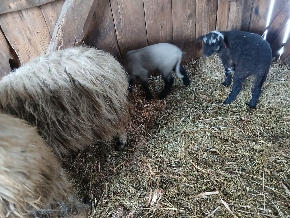 Oi cu miei de vanzare