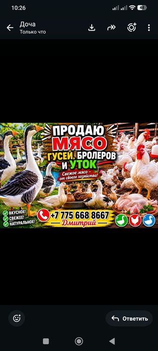 Продам мясо бройлеров и уток