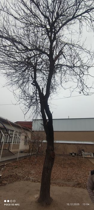 отин, дрова, дераза,утин