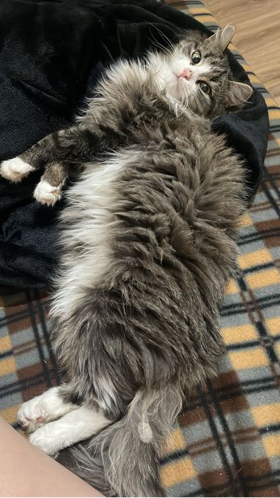 кот ищет заботливых хозяев