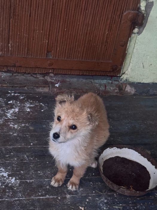 Отдам щенят хорошие