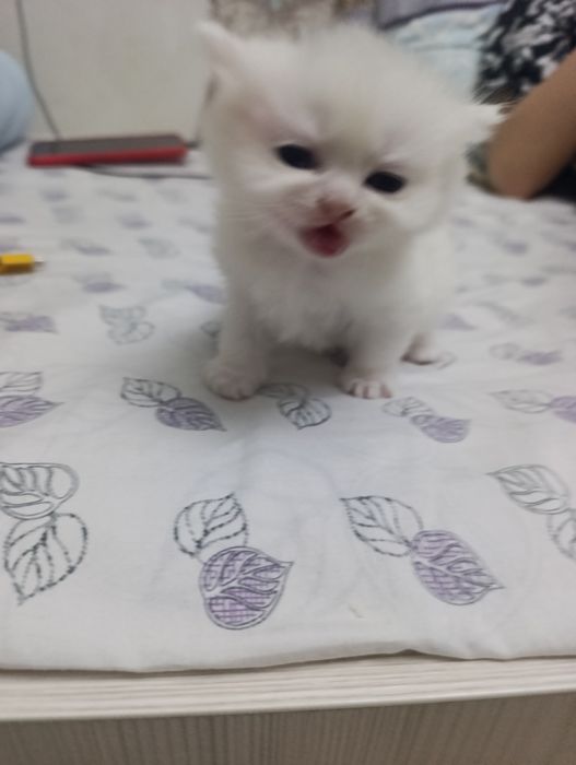 веслоушки красивые