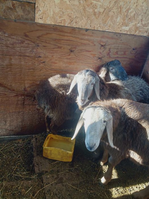 Еділбай тұқымды қошқарлар