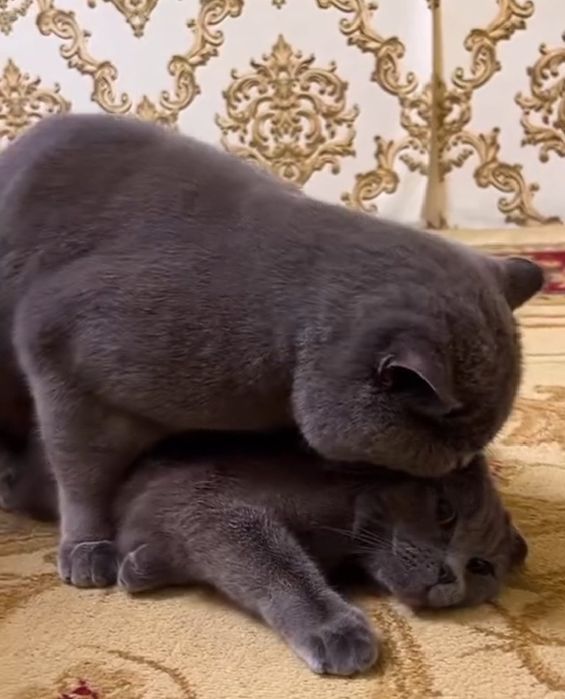 Временно выставляется на Вязки