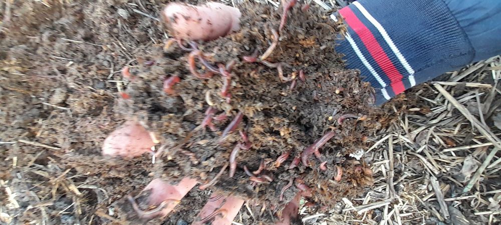 Kaliforni chuvalchang