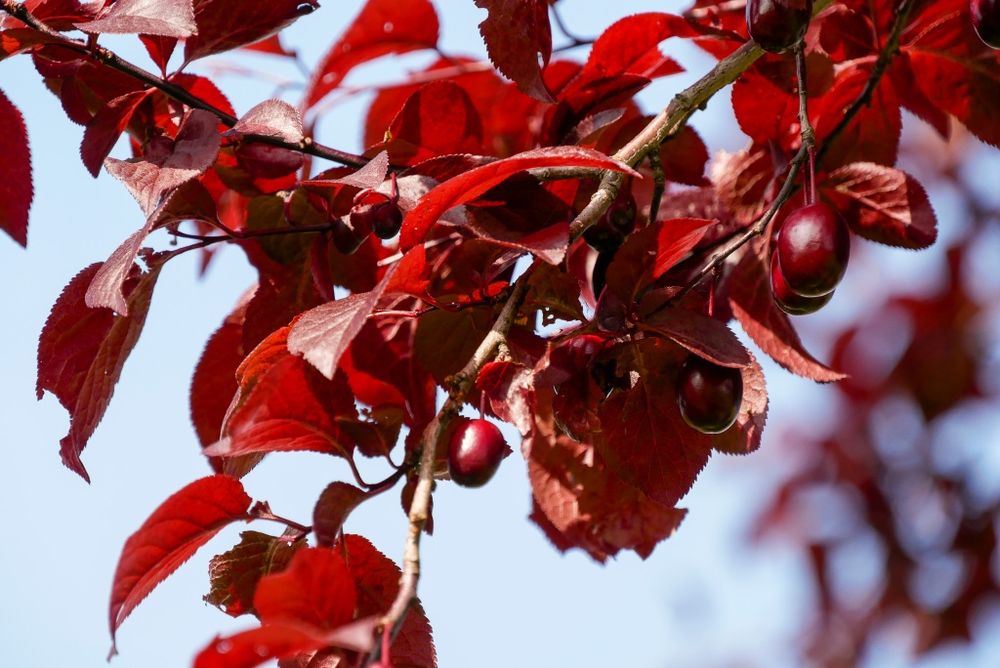 Prunus Nigra Cerasifera