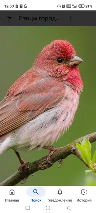 Продам птицу певчие