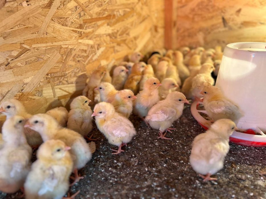 ломан Браун балапан