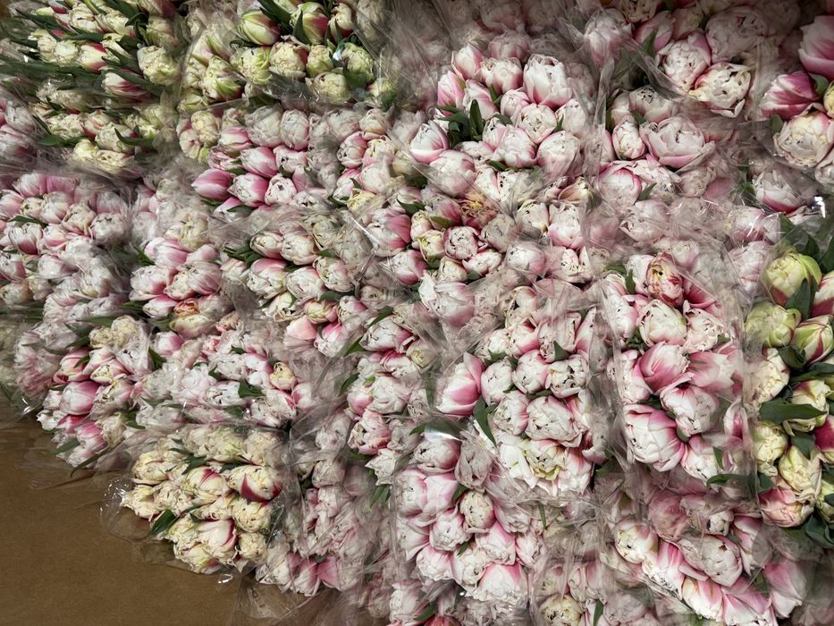 Премиум тюльпаны Астана с луковицей вместе оптом