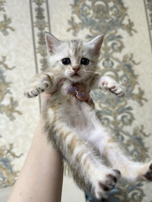 Шотландские котята
