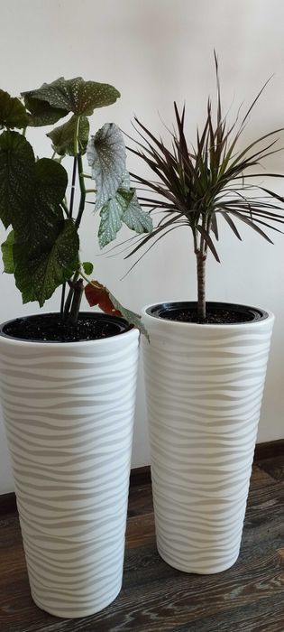 Комнатные цветы для офисов и для дома