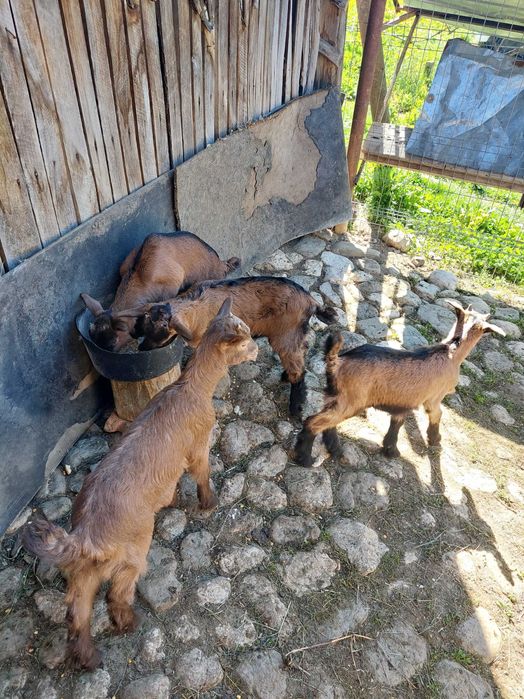 Iedute alpin francez