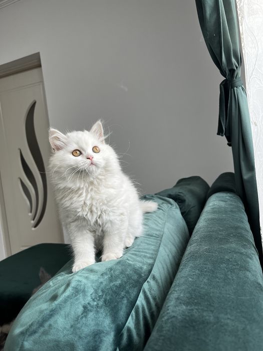 British Longhair White