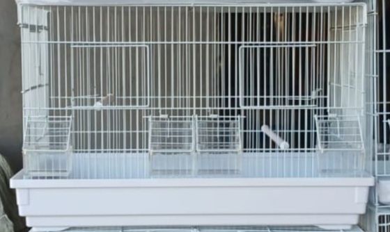 пара волнистые попугаи вместе с клеткой