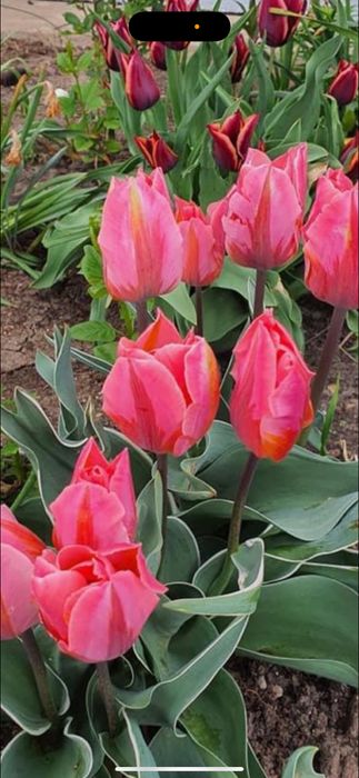 Bulbi de lalele 100 buc 60 lei