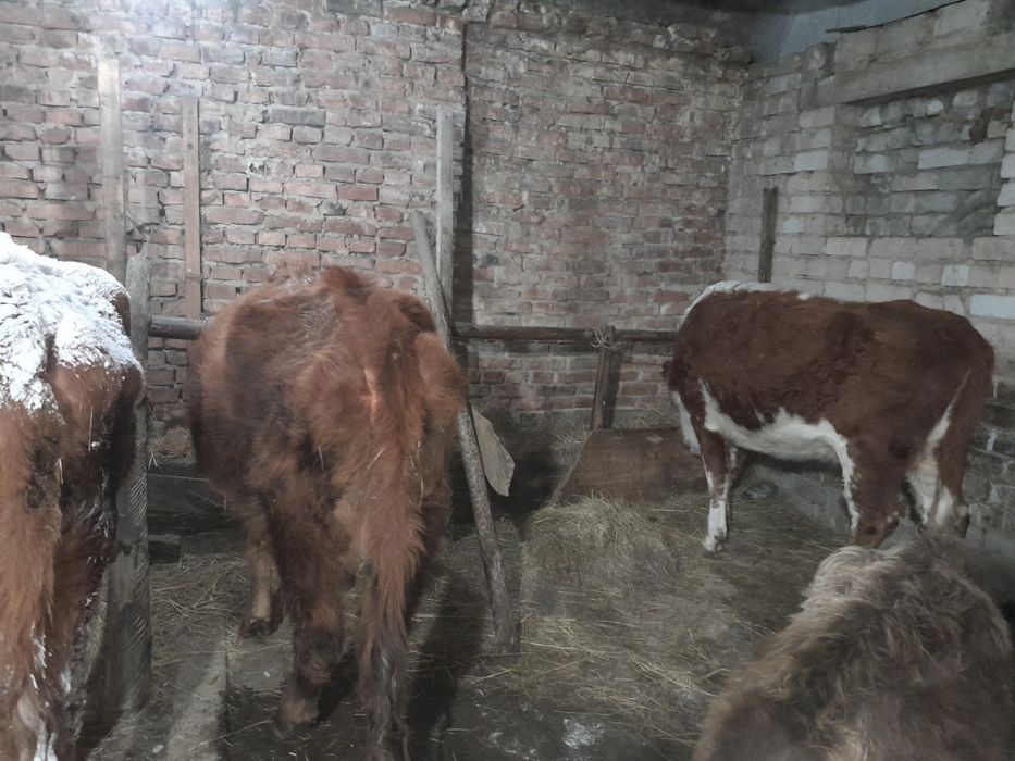 10 бас ургашы мал оптом