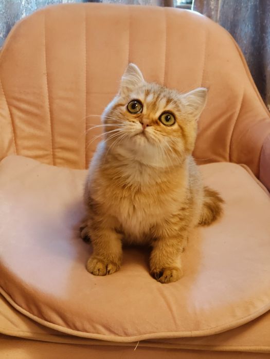 Британская Шиншилла Алматы