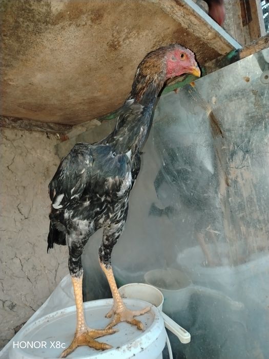 Aprel jujalar sotiladi