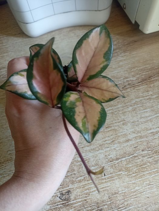 Продаются  укоренённые хойи
