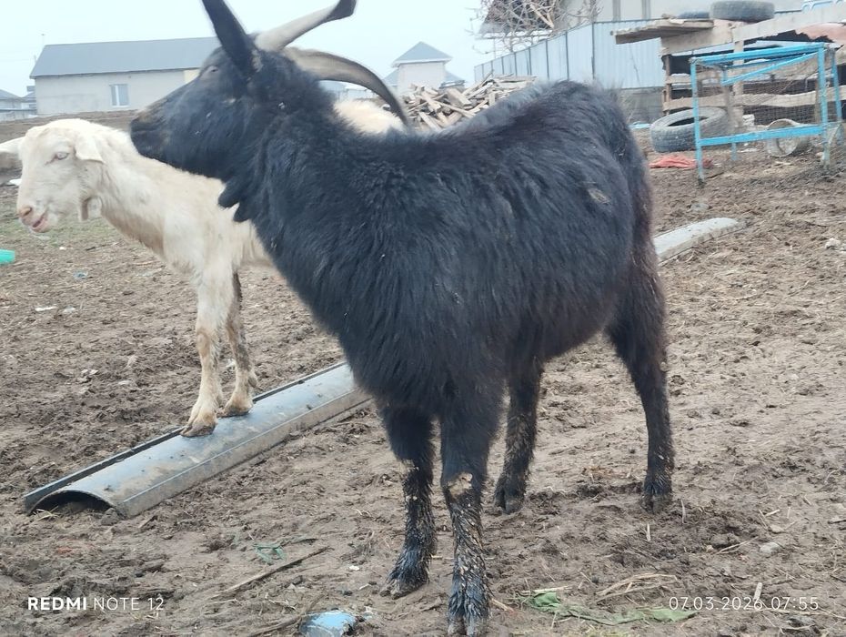 Козы зааининские  первородки