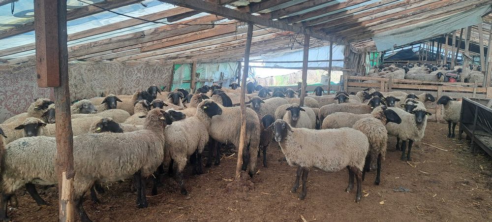 Oi cu miei de vânzare