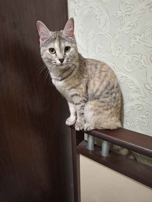 Полупородистая кошечка Симочка Стерелизована