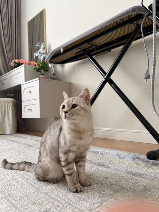 Продаю кота Скоттиш страйт