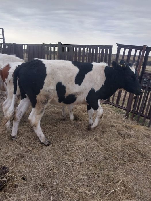 Продам КРС (4 телки)