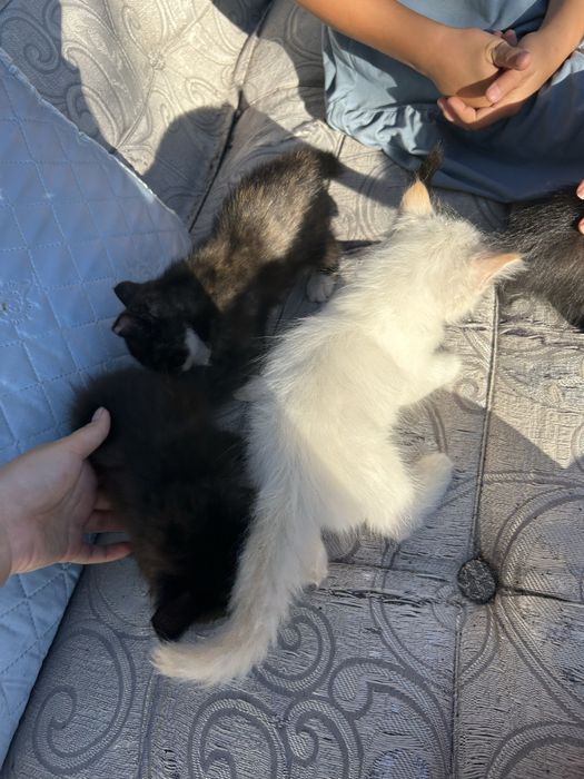 Отдам котят в добрые руки