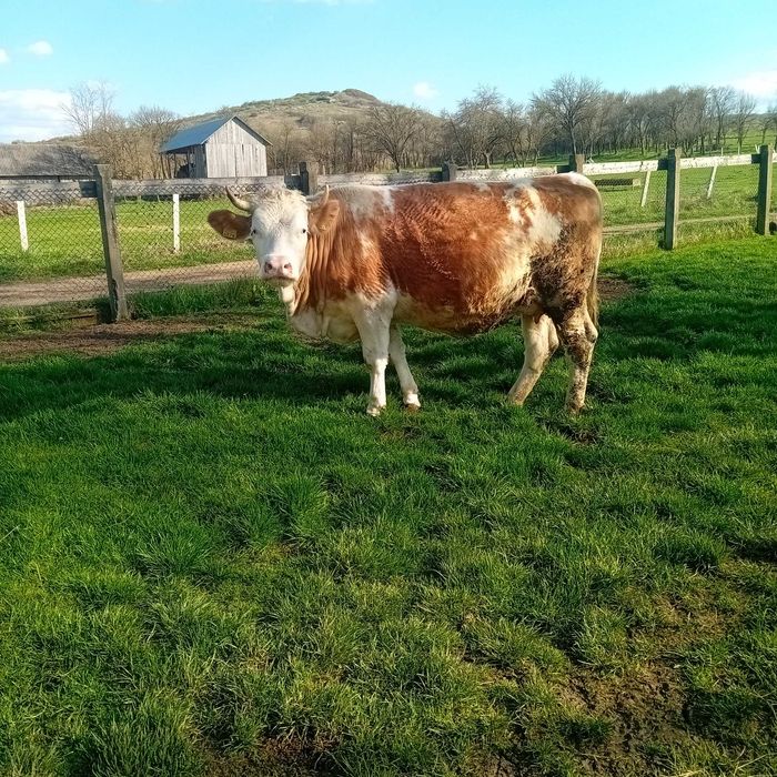 Vând juninca gestanta in 8 luni.