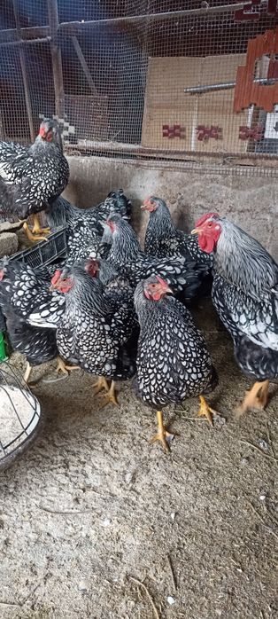 Инкубационный яйцо виондот