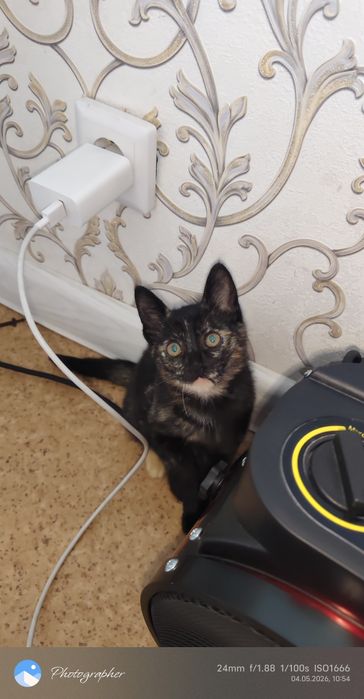 Отдам в добрые руки 2 мес. котёнка .