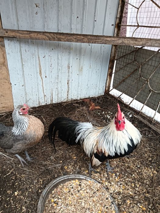 Карликовые куры и петух