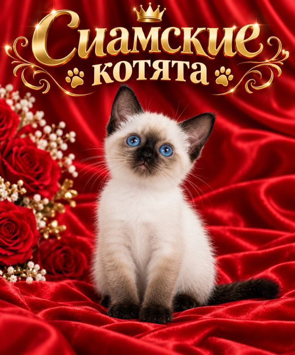 Продам сиамских котят