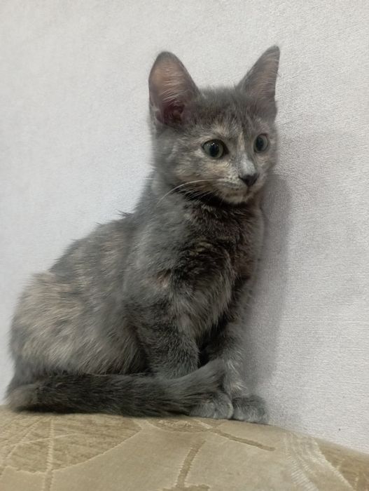 Отдам в хорошие руки