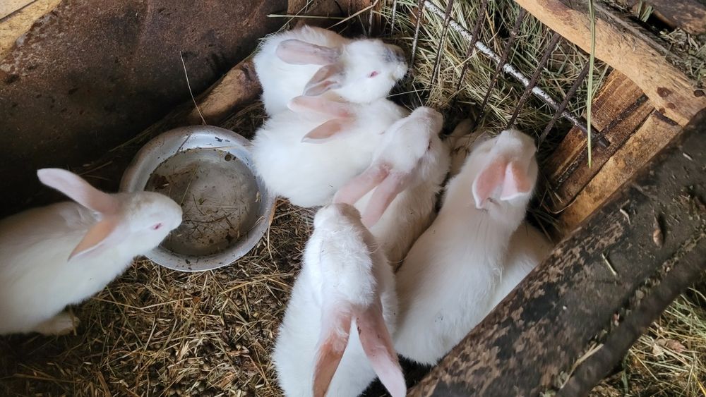 Продам кроликов на племя